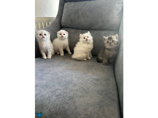 Scottish Fold Bebekler