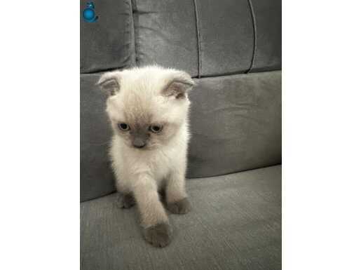 SCOTTİSH BLUE POİNT+TÜM BAKIM ÜRÜNLERİ