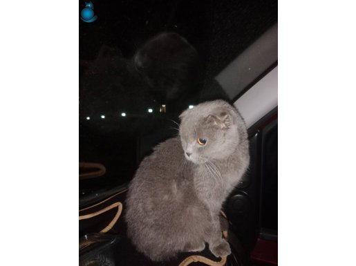 SCOTİSH FOLD DÜNYALAR TATLISI KEDİM