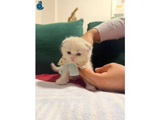 Scotish fol bicolor 3 erkek yavru