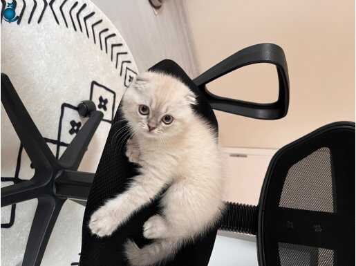 2,5 aylık scottish fold blue point oğluşuma aile arıyorum 