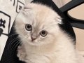 2,5 aylık scottish fold blue point oğluşuma aile arıyorum 