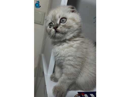 Blue point oyuncak gibi bebişimi sahiplendiriyorum