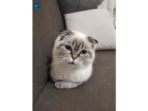 DÜNYALAR GÜZELİ KEDİMİZE YENİ YUVA ARIYORUZ 