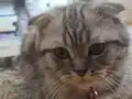 Yavru Scottish fold