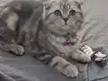 Yavru Scottish fold