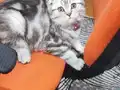 Yavru Scottish fold
