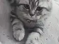 Yavru Scottish fold