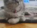 Yavru Scottish fold