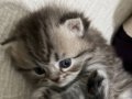 SAFKAN BRİTİSH SHORTHAİR YAVRU