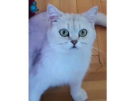 Minnoş Kızımıza ACIL Yuva Arıyoruz 