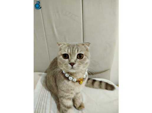 7 AYLIK DİŞİ BRİTİSH 