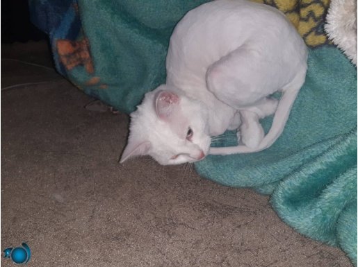 Ücretsiz sahıplendirme verilecektir 