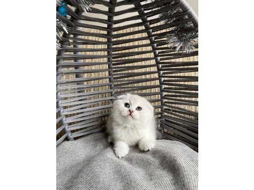 Bebek Kediş tatlı oyuncu uysal 