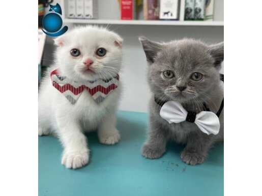 2,5 aylık sağlıklı yavrumuz