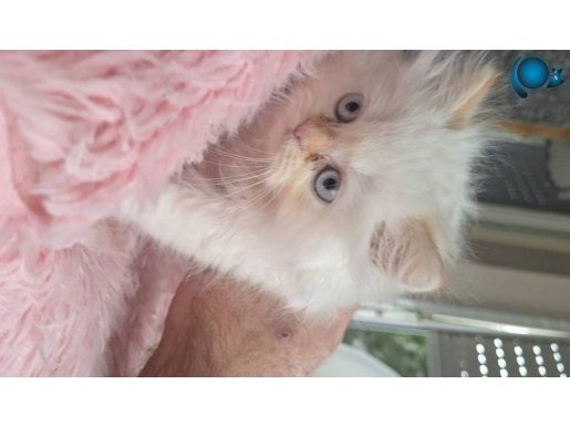 Flame point himalayan yavru