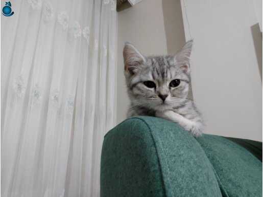 British shorthair ns24 yavru kedi