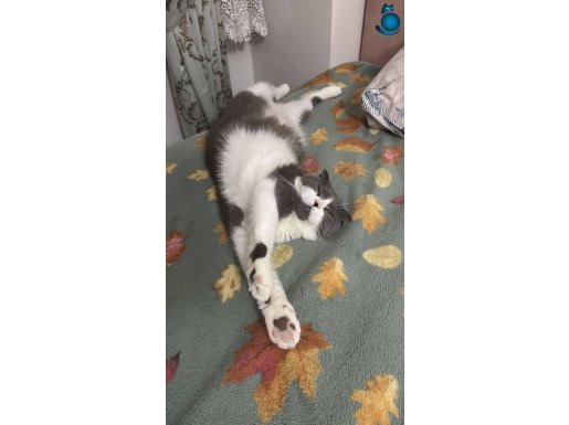 Ücretsiz sahiplendirme Bicolor güzel kızım