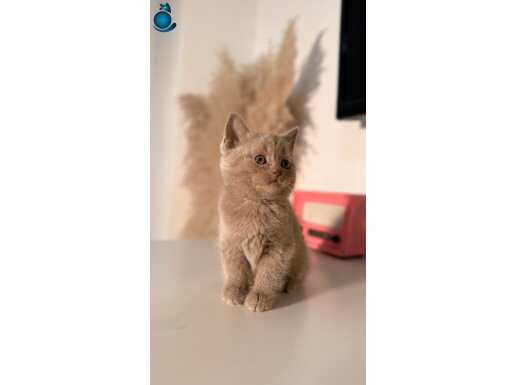 Kaliteli temas bağımlısı sevecen yavrular 