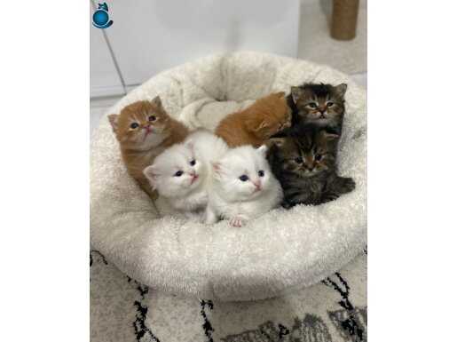 British Longhair Yavrular