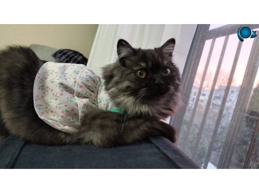 british longhair yavrumuza yuva