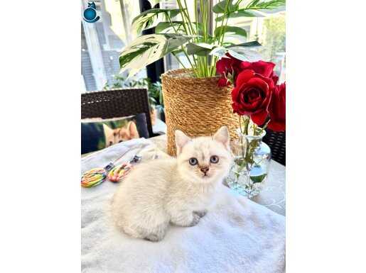 SAFKAN BRİTİSH SHORTHAİR YAVRUMUZ YUVASINI ARIYOR