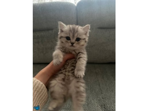 Gri British shorthair ACİLL SATILIK