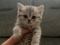 Gri British shorthair ACİLL SATILIK