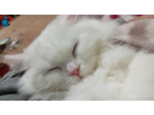 Kucak Bağımlısı Minik