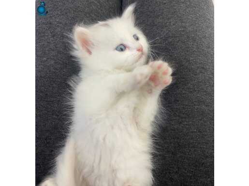 Mavi göz pembe patiiii açıklama okuyun