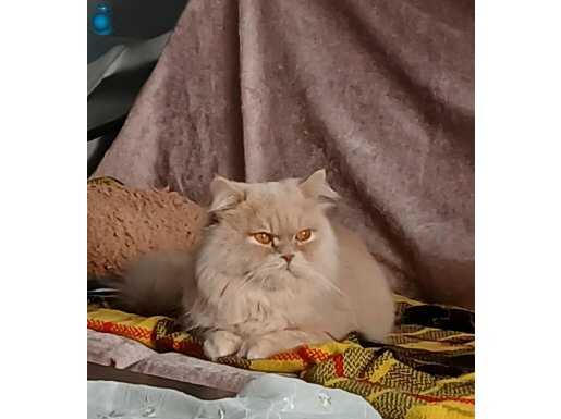 Yakışıklı ve Nazik 