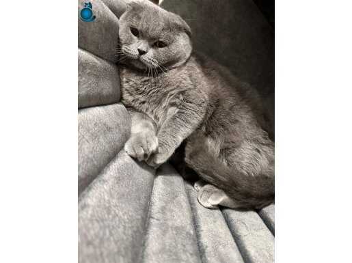 4 yaşında kısır dişi