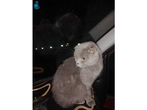 Çok uysal cok tatlı