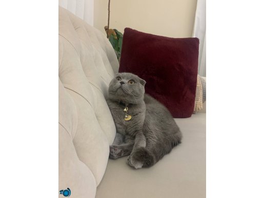 Herkül Behlül yuva arıyor