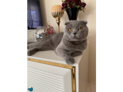 Minnoş Behlül yuva arıyor