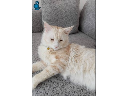 Yakışıklımı yakışıklı 11 aylık Mainecoon XXL Erkek..........