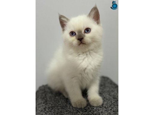 Bal surat british shorthair blue point