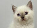 Bal surat british shorthair blue point