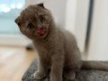 Gri Scottish Fold uysal ve Enerjik 