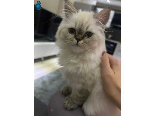 Yavrularımı sahiplendiriyorum 