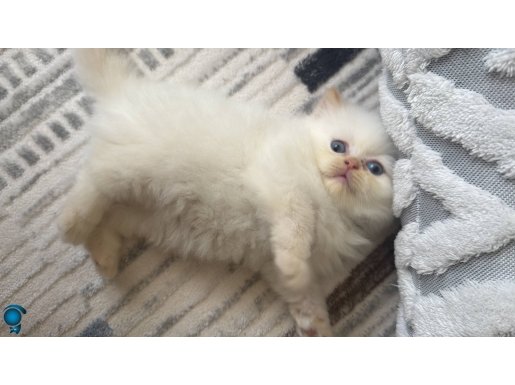 Yavrularımı sahiplendiriyorum 