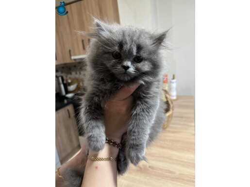 Tüy yumağı yürürken yuvarlanan yumak longhair yavru