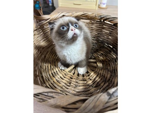 Eşsiz renk maskeli blue point