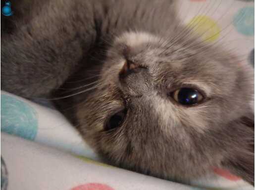 Çılgın bir çocuk 