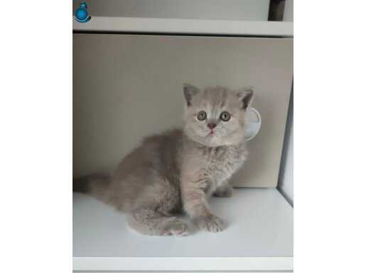 Lilac özel renk brtish shortair