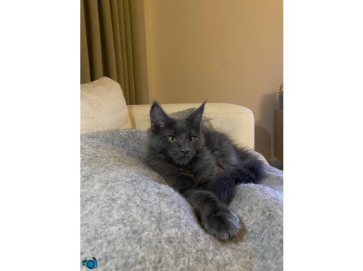 Safkan Siyah/gri tüylü maine coon