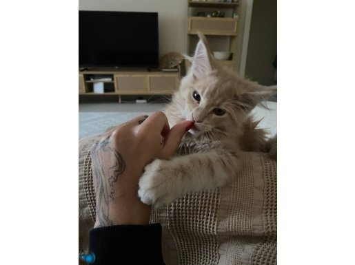 Safkan beyaz maine coon bebek