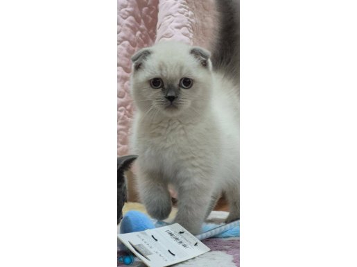 Ücretsiz, aşı takipli sahiplendirme.Sadece Ankara içi 