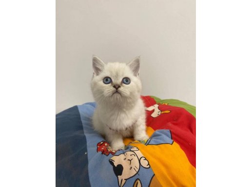 Aşı Takibi Zorunluluğu ve Ankara İçi