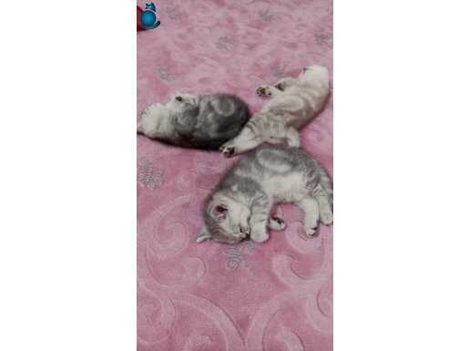 Ücretsiz,aşı takibi şartıyla sahiplendirme.Sadece Ankara içi